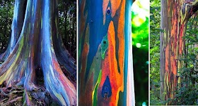 Rainbow Eucalyptus: The Most Beautiful Tree in the World
