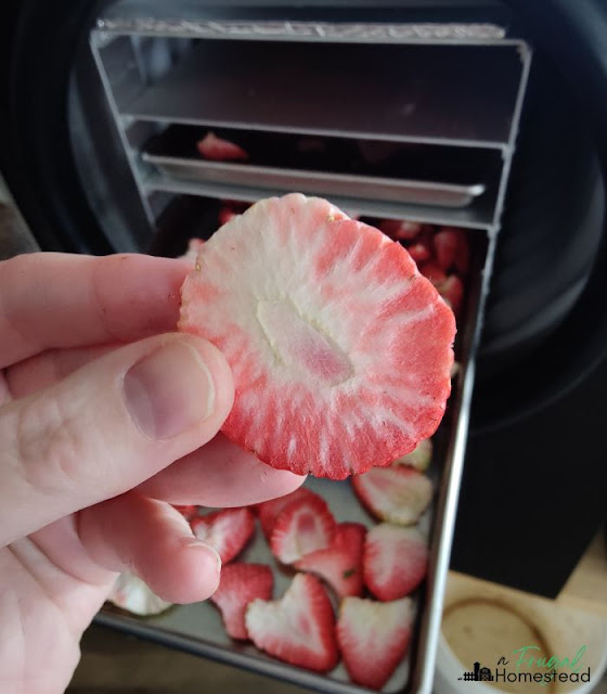 how to freeze dry strawberries