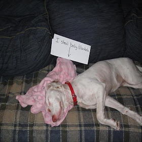 Funny dog shaming, funny dog pictures, funny dogs, dog shaming