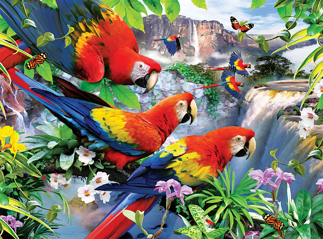 Pictures Of Tropical Birds