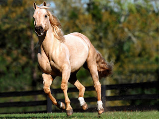 kuda termahal di dunia 3# American Quarter Horse