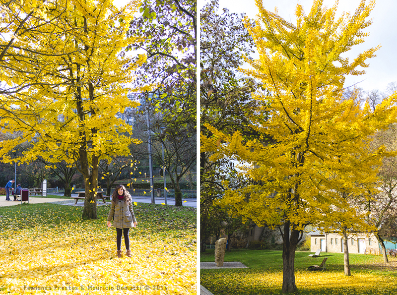 Yellow tree autumn Luxembourg