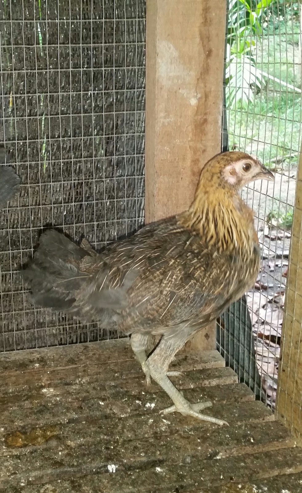 Warisan Petani Ayam  Hutan  2 