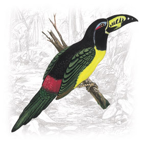 Tucano Araçari-miudinho de Bico Riscado