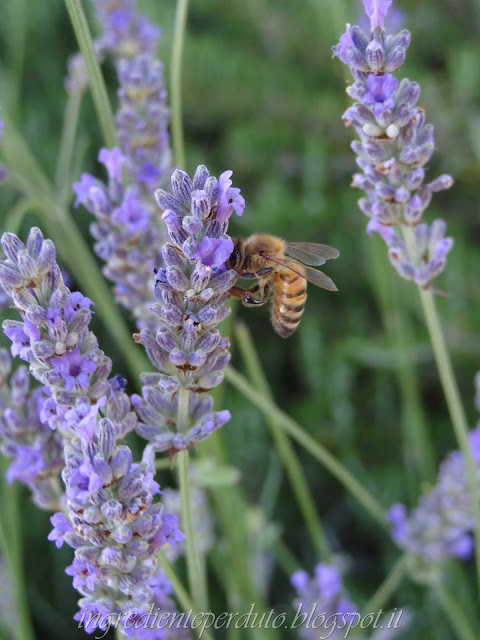 lavanda e ape-ingrediente perduto