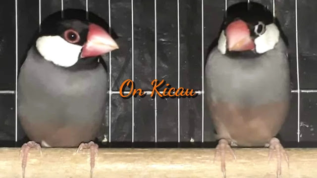 gambar sepasang indukan burung gelatik belong / gelatik jawa