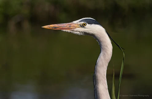 Grey Heron Portrait The Paddocks Milnerton Copyright Vernon Chalmers