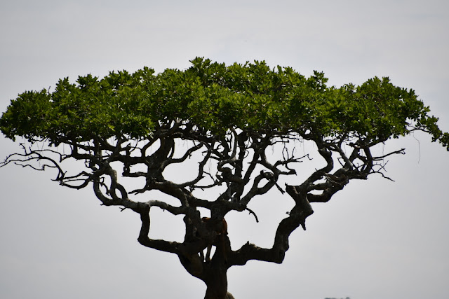 Serengeti National Park