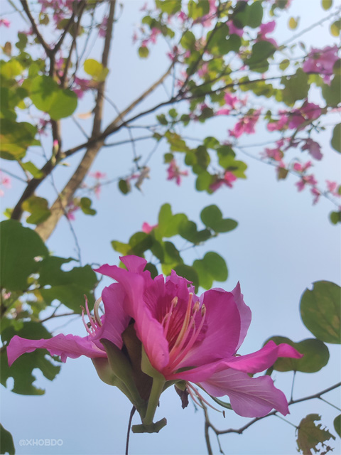 Kanchan flower tree