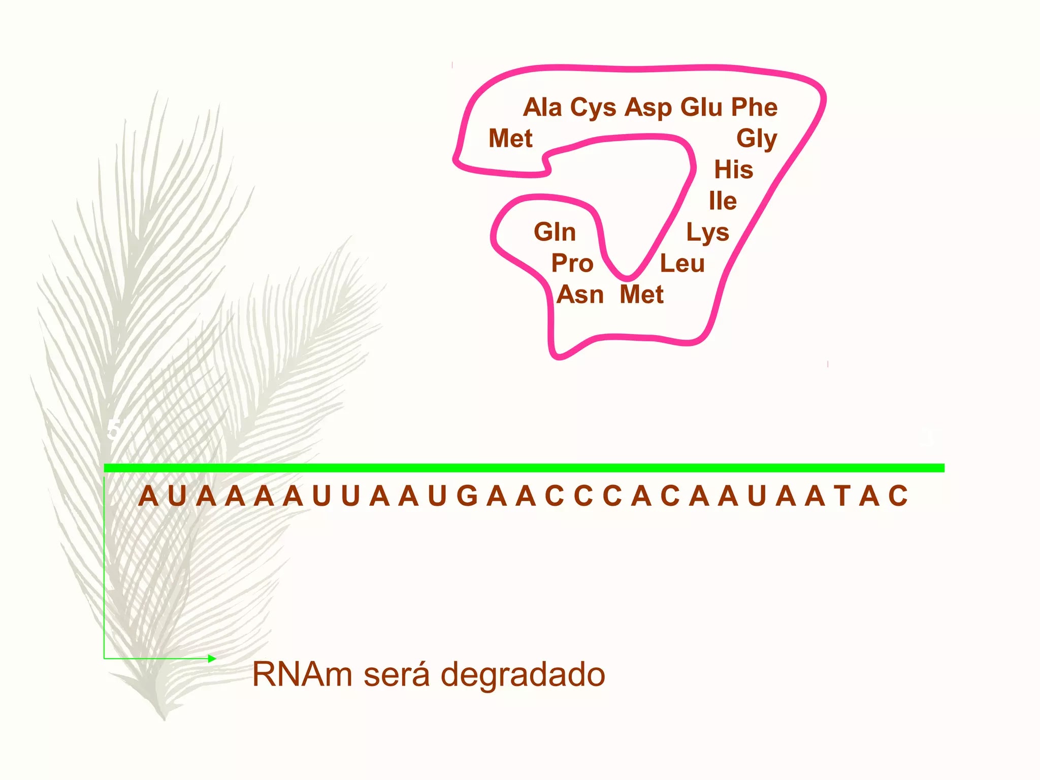 Introdução a genética