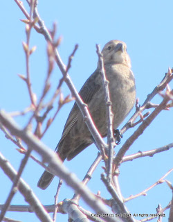 Brown-headed Cowbird