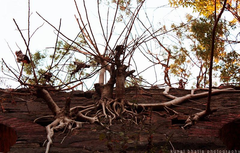 trees and crumbling ruins at vasai fort in mumbai by kunal bhatia