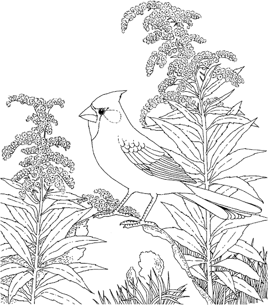 Realistic Coloring Pages For Adults  Coloring Pages Of Backyard Birds