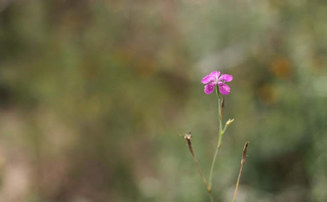 Deptford Pink Flowers Pictures