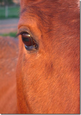 Oeil de cheval 1