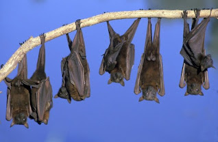 10معلومات غريبة عن الخفافيش ( الوطاويط)