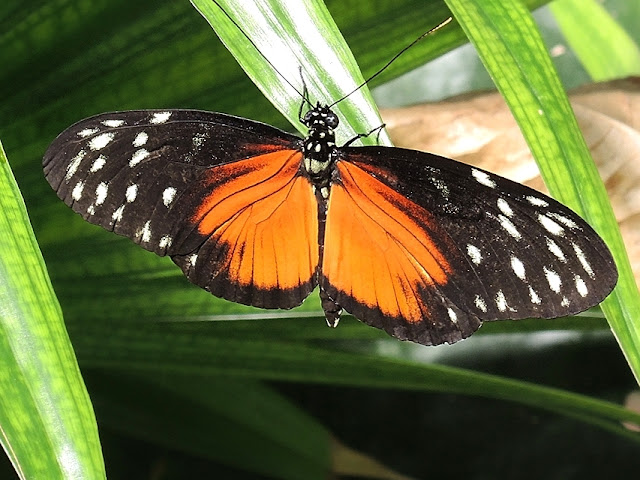 de zoo: magie in de vlindertuin