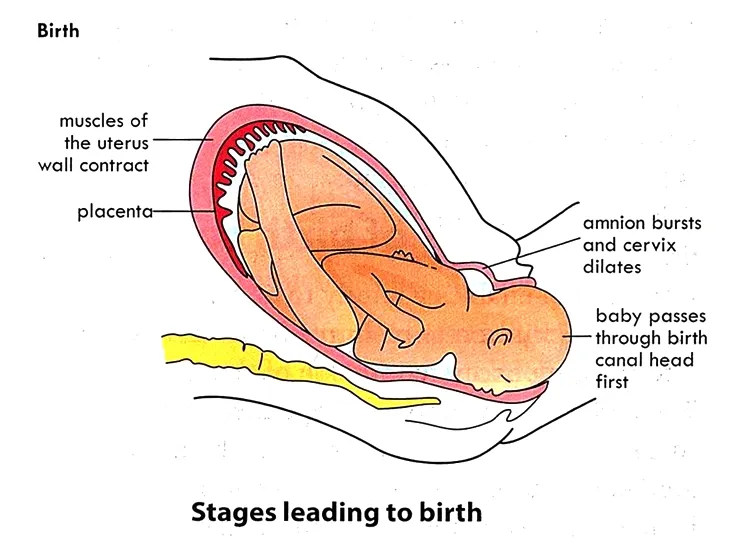 Birth or Parturition