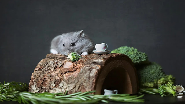 Hamster Eating