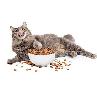 makanan kucing