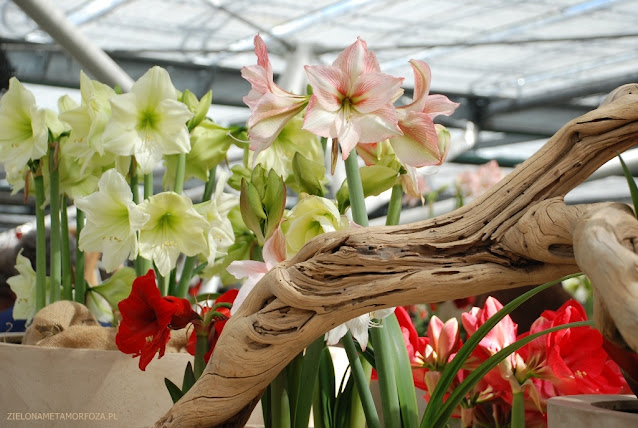 Hippeastrum ‘Amore’