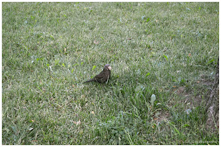 Kos zwyczajny (Turdus merula) Samica kosa