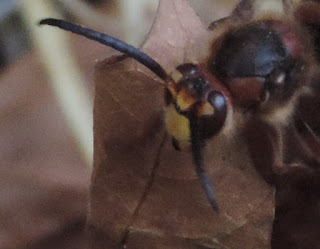 Avispa asiática (Vespa velutina nigrithorax) I parte 