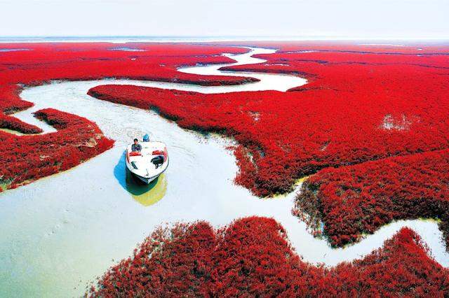 Pantai Merah Panjin, Tiongkok