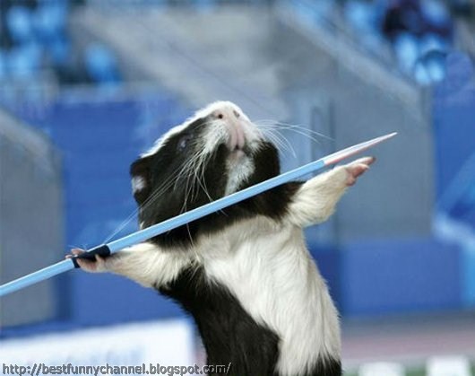  Guinea pigs javelin throwing. 