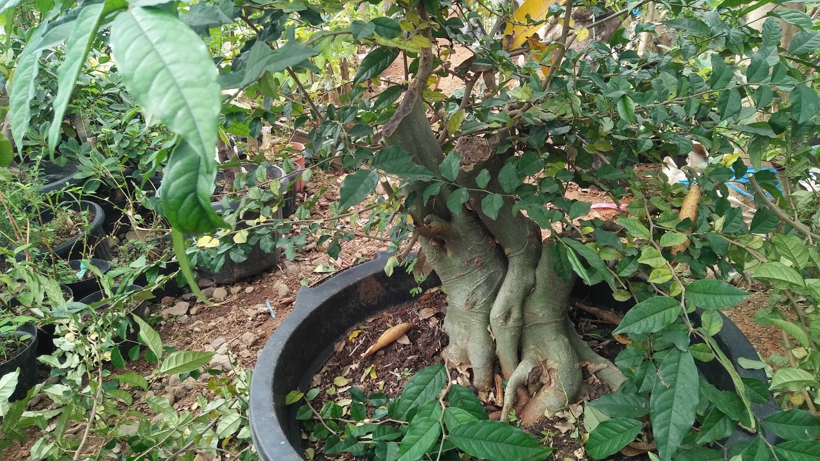 BONSAI KALIAGE BATANG UNIK STYLE HIJAU HULK 