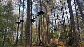 Go Ape flatforms in the trees in the New Forest