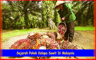 Sejarah Pokok Kelapa Sawit Di Malaysia