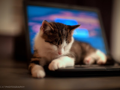 foto de gato en laptop 