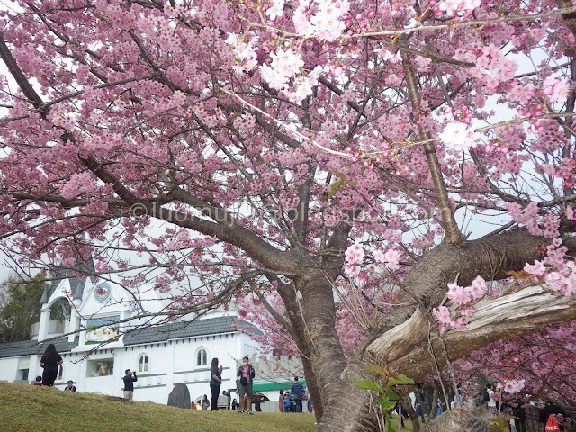 Cingjing Farm cherry blossoms