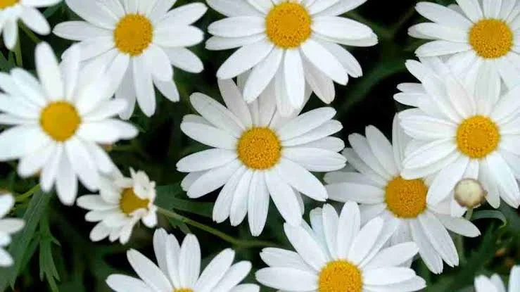 To see Daisy in dream Meaning,D,Recent,