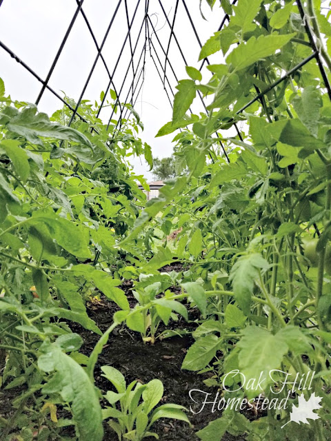 An A-frame trellis made from two pieces of cattle panel fencing.