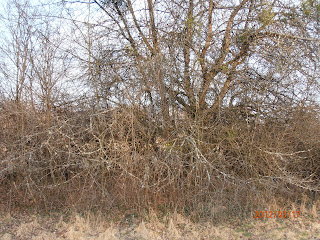 A grove with hawthorn.