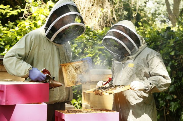 Kieran Harnett and Gearoid Carvill of the Dublin Honey Project, image by Oisín Harnett