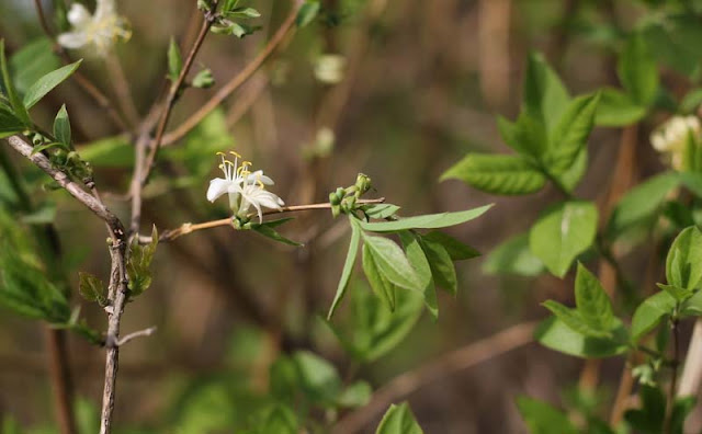 Lonicera Fragrantissima Flowers