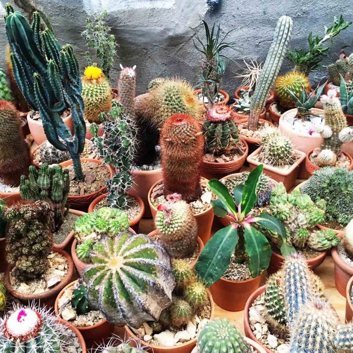 Nombres de cactus pequeños