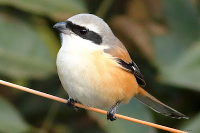 "Long-tailed Shrike - Lanius schach, perched on a clothes line."