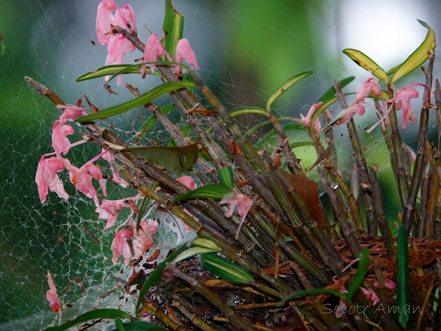 Dendrobium moniliforme