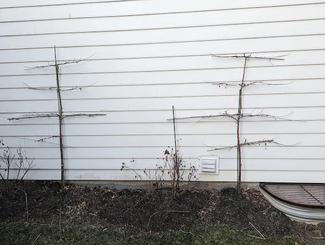 Crabapple Espalier - Palmette Verrier - Horizontal Cordon