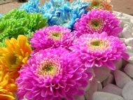 HD FLOWERS IMAGES COLLECTIONS  66