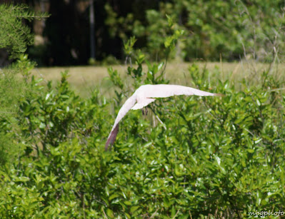 bird in flight photo by mbgphoto