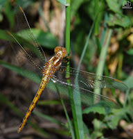 Libélula dorada