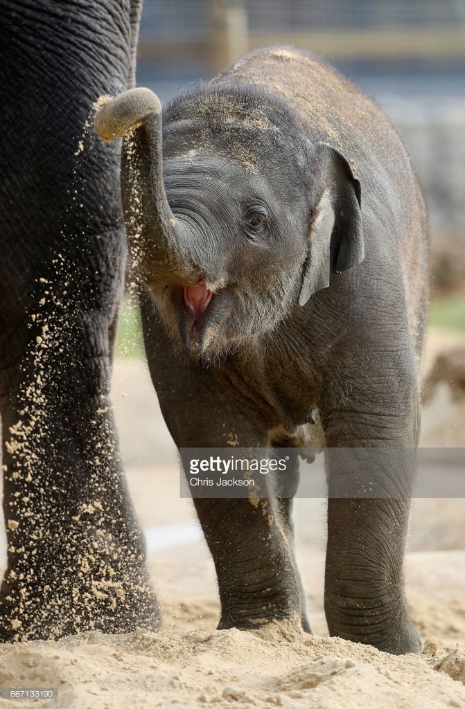 Extremely happy elephant is super excited to meet the Queen, posted on Wednesday, 12 April 2017