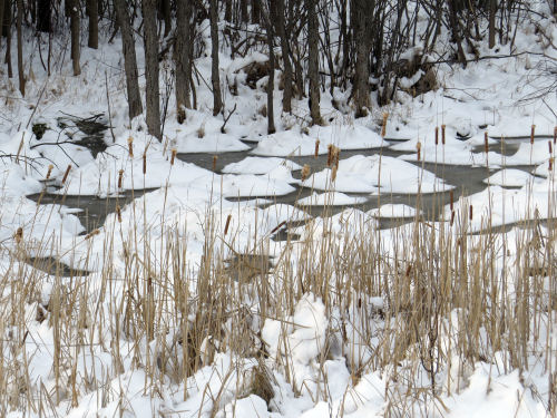 wetland with hummock and cattails