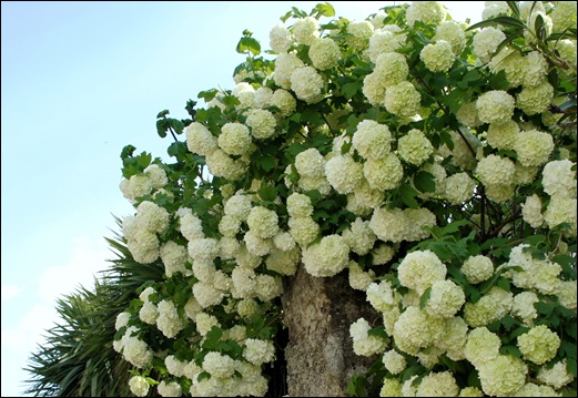 Linhares - flores 1