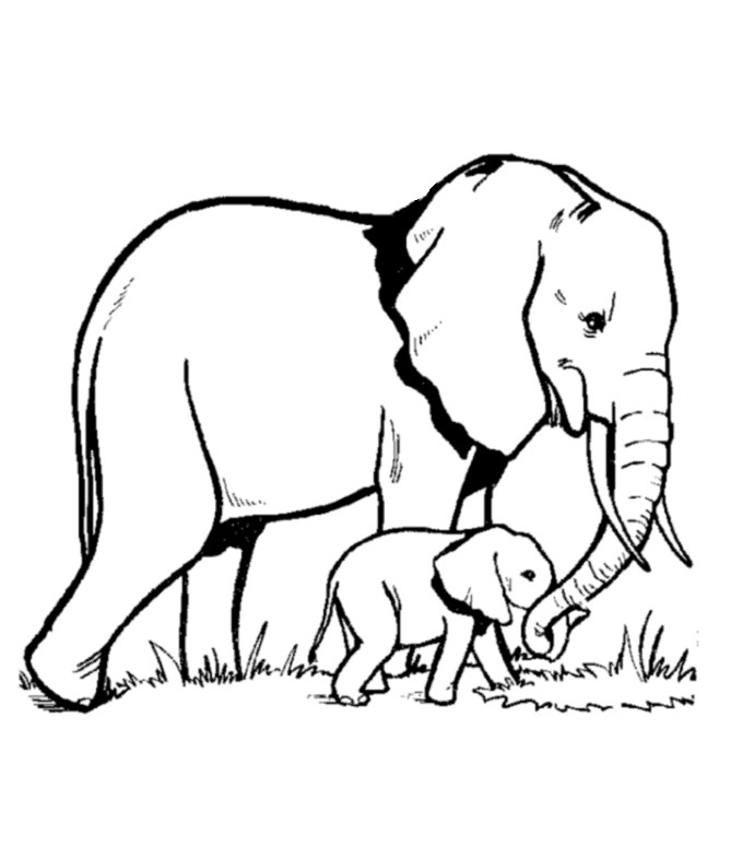 Sketsa Gambar  Hewan Gajah Terbaru gambarcoloring